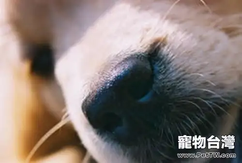 不同狗狗也存在共性