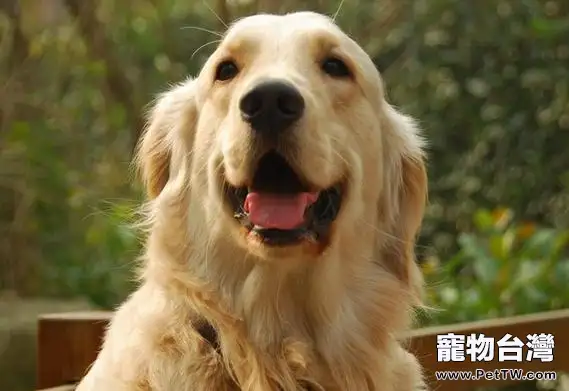 導致寵物狗流產的原因有哪些(1圖)-寵物台灣