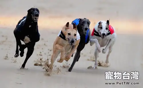 狗狗訓練也會造成慢性運動傷害