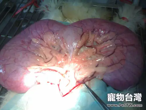 導致狗狗子宮蓄膿的常見原因