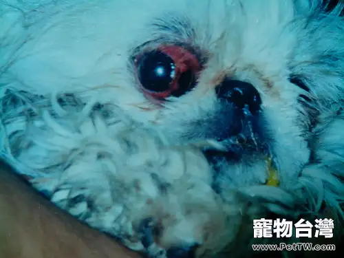 犬眼部損傷的原因和處理