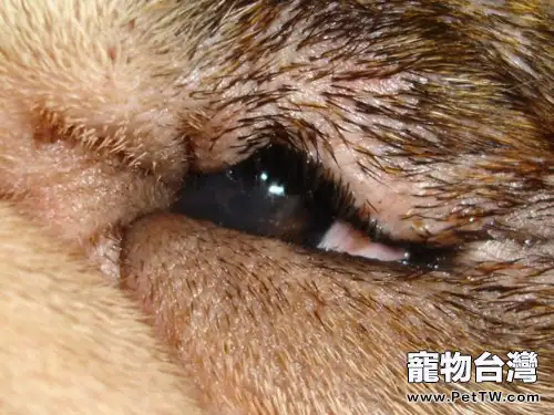 犬眼部損傷的原因和處理