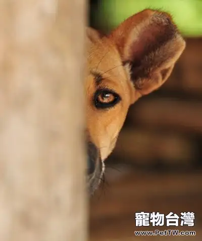 犬眼部損傷的原因和處理