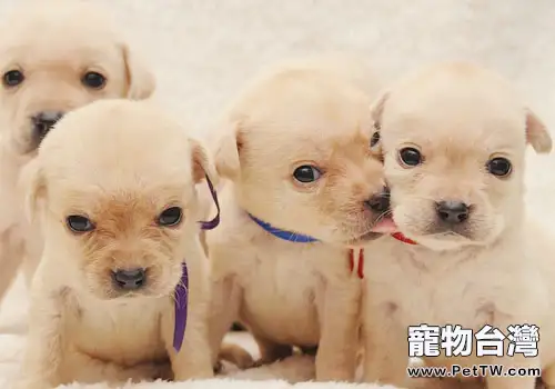 如何照顧初生奶狗(1圖)-寵物台灣