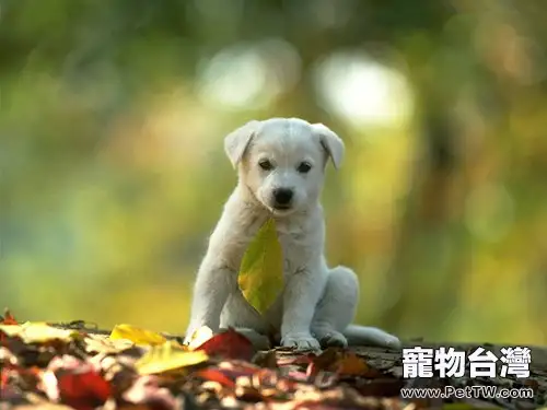 犬窩咳的發病症狀