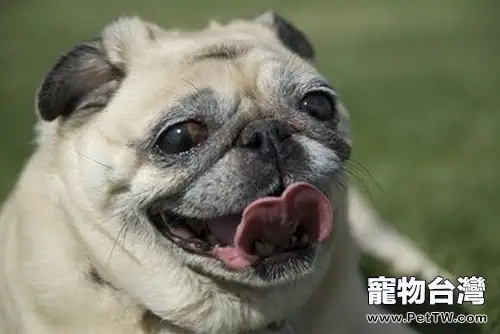 堅持治療，心臟病患犬也有春天