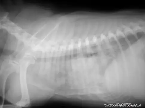 堅持治療，心臟病患犬也有春天