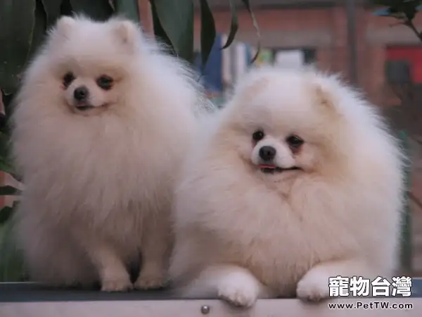 博美 犬(松鼠狗)的飼養要點(1圖)-寵物台灣