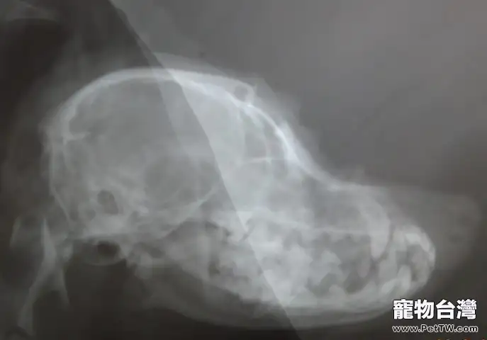 一例犬頭部外傷的急救處理