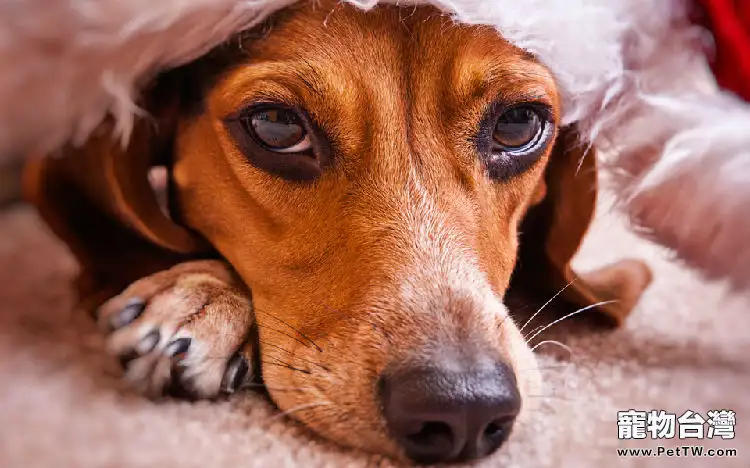 狗狗飼料的常見分類