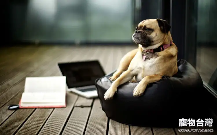 狗糧最好不要突然改變（1圖）-寵物台灣