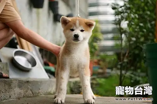 秋田犬的牙齒該怎麼護理