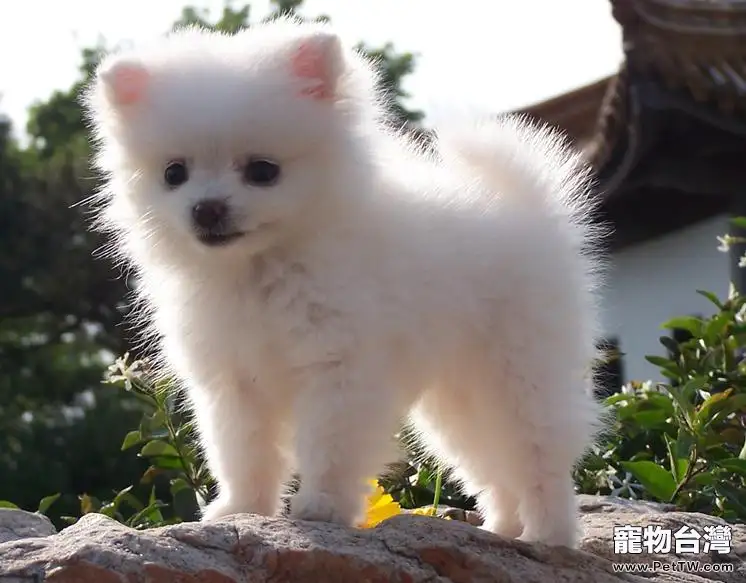 如何讓膽小博美 犬（松鼠狗）膽子變大