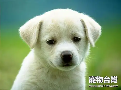 如何幫狗狗安度過年的鞭炮聲(1圖)-寵物台灣