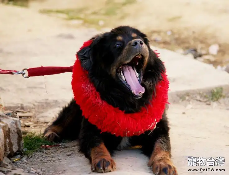 如何照顧懷孕的藏獒犬(1圖)-寵物台灣