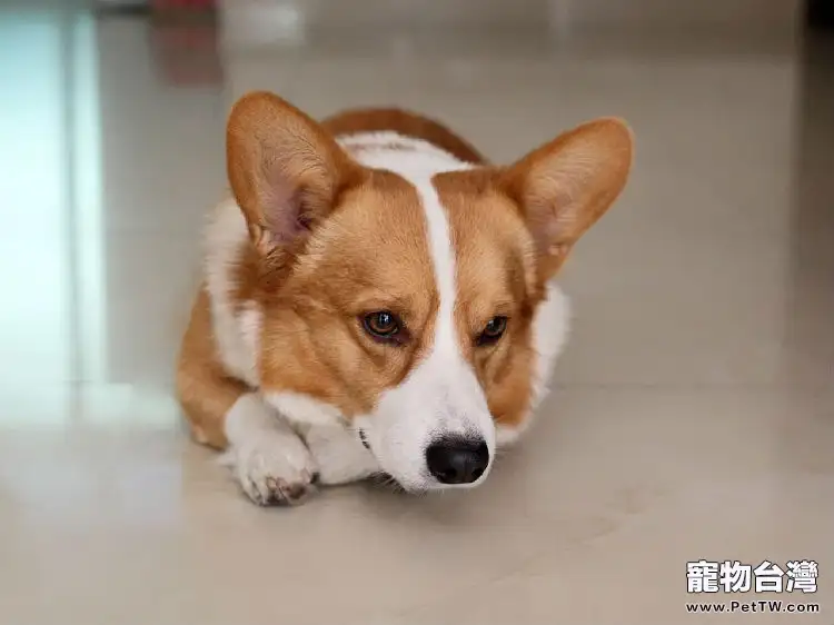 柯基犬的飼養要點(1圖)-寵物台灣
