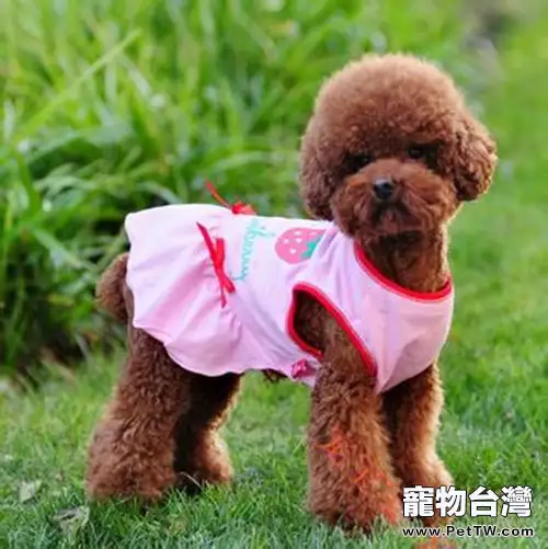為狗狗選購衣服時的考量