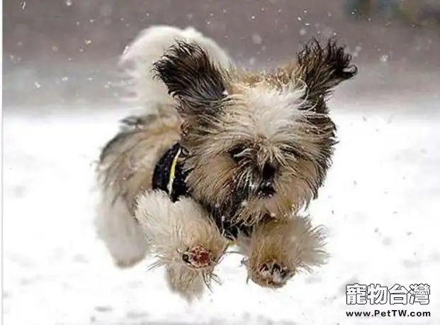 冬天為幼犬御寒的幾種方法