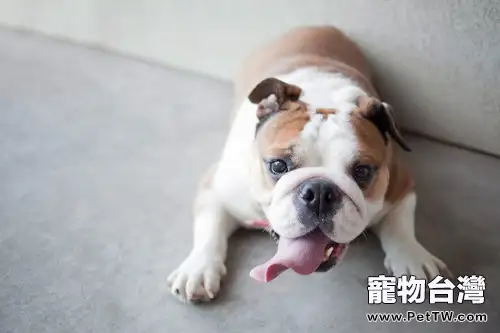 常見鬥牛犬肥胖的原因(1圖)-寵物台灣