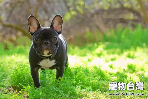 如何正確的為鬥牛犬減肥