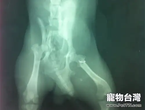 犬骨盆骨折