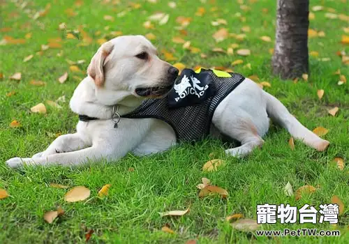 減緩狗狗智力衰退的措施(1圖)-寵物台灣