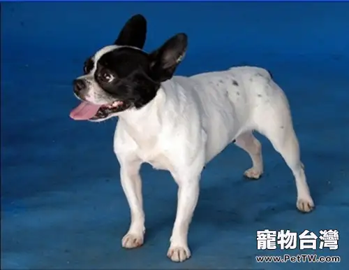 正確認識狂犬病症(1圖)-寵物台灣