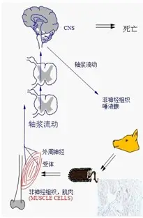 狂犬病防治