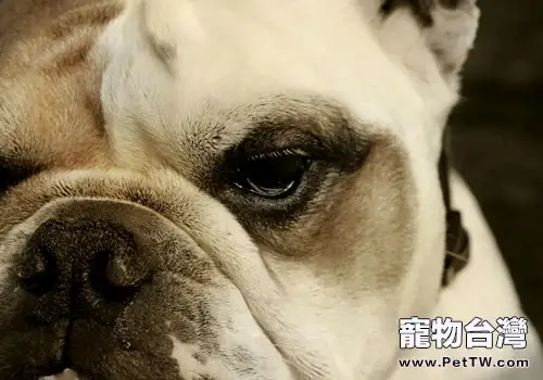 不同性別的狗狗性格差異大（1圖）-寵物台灣