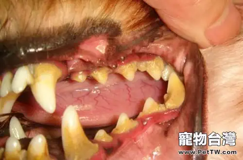 引起狗狗牙齦炎的原因
