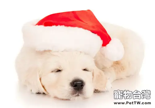狗狗穿衣的特殊注意事項(1圖)-寵物台灣