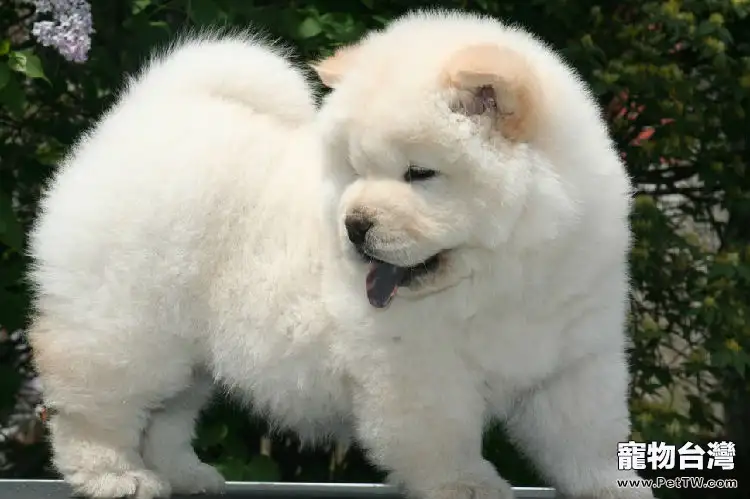 詳解松獅犬的生產過程(1圖)-寵物台灣