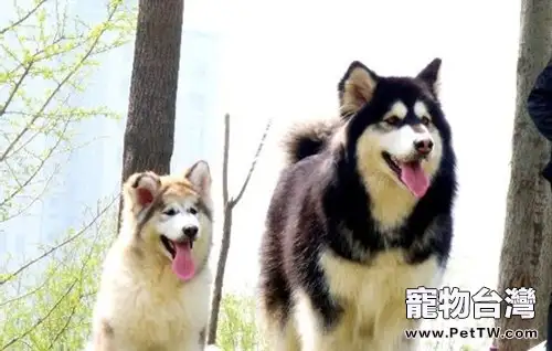 帶狗狗出門做運動的注意事項