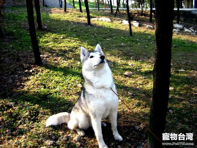 養狗家庭該如何洗手