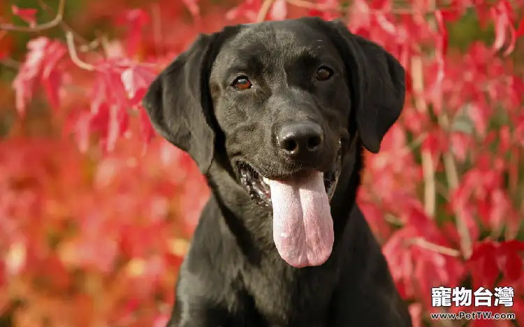 如何選擇狗狗清潔用品（1圖）-寵物台灣