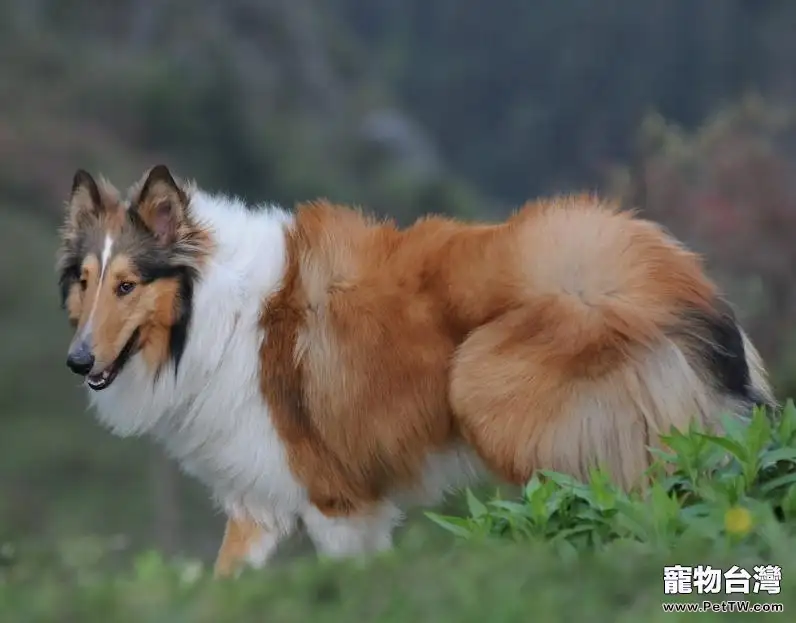 蘇格蘭牧羊犬修剪指甲的辦法