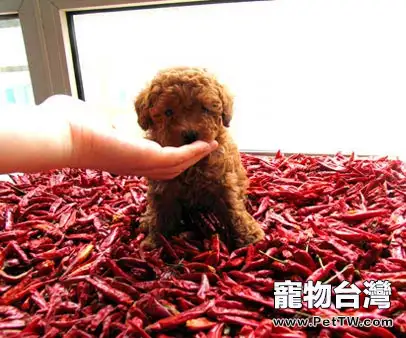 狗狗究竟能吃辣椒嗎