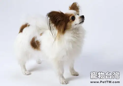 狗狗對脂肪攝入的要求