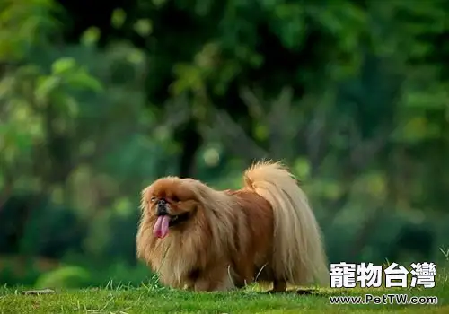 狗狗也有復仇心理