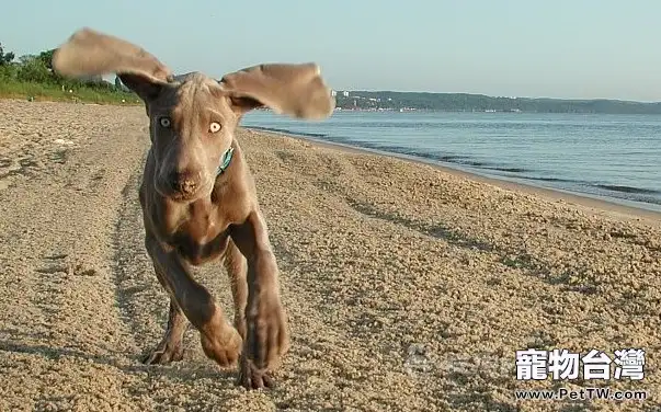 德國魏瑪犬外表介紹