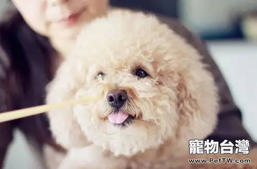 狗狗流口水的常見原因(1圖)-寵物台灣