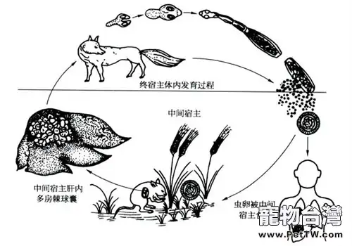 人犬共患寄生蟲病——包蟲病