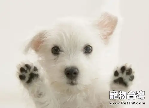 狗狗爪子變紅的常見原因