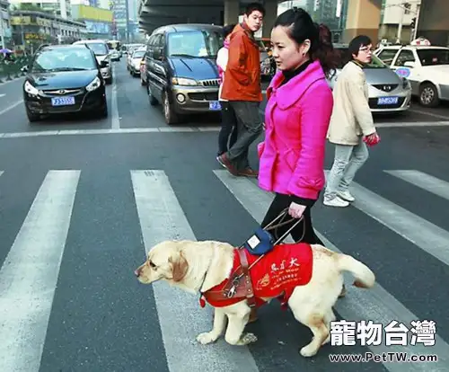 為什麼導盲犬多為拉布拉多