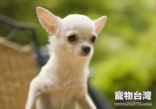 從狗狗的便便中發現健康問題