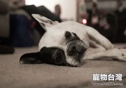 狗狗吃了不該吃的東西怎麼辦