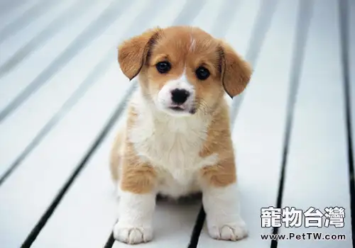 狗狗大腦部分與人相似