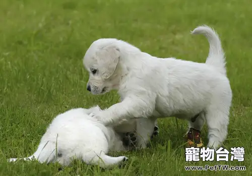 狗狗是不是也要吐毛球