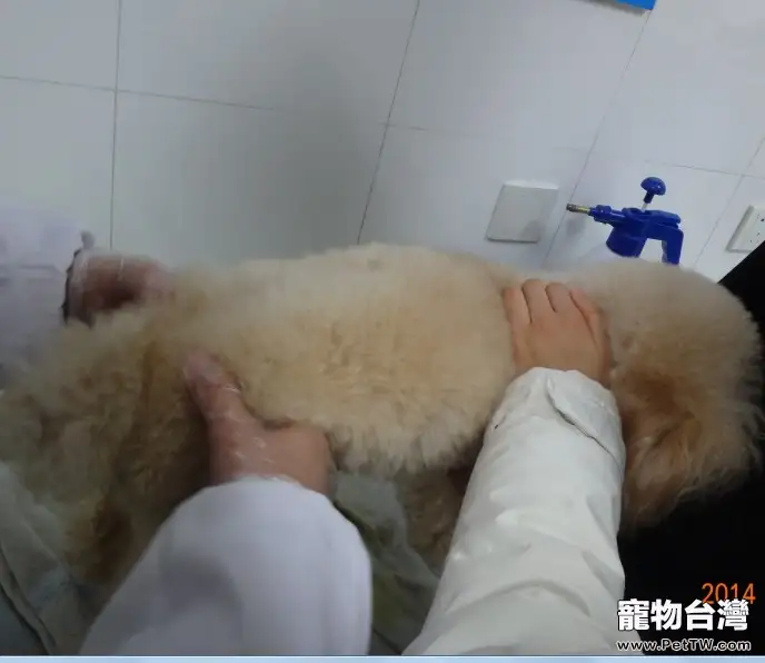 犬椎間盤脫位疾病(共5張圖片)-寵物台灣
