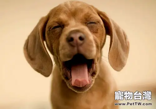 狗狗跟著主人打哈欠是因為有共鳴(1圖)-寵物台灣